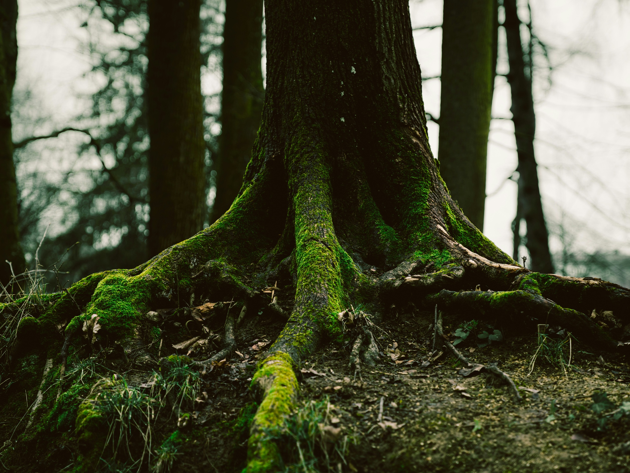 Tree roots affecting foundation and hardscape